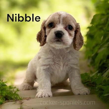 puppy, for, sale, Cocker Spaniel, Joe & Cherri  Overlease, dog, breeder, Miller, MO, dog-breeder, puppy-for-sale, forsale, nearby, find, puppyfind, locator, puppylocator, aca